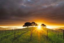 Napa Valley Festival del Sole